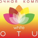 Белый Лотос