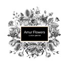 Amur Flowers