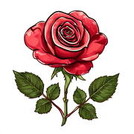 Свежие розы