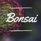 БОНСАЙ