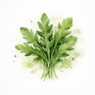 Руккола-шоп