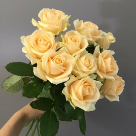 Кремовая роза