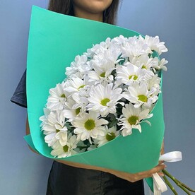 Хризантемы ромашки