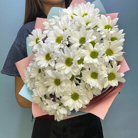 Хризантемы ромашки