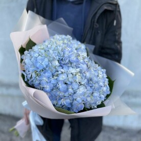 Букет Гортензия Голубая