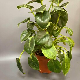 Филодендрон вайт вейв