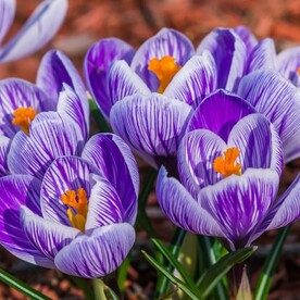 Крокусы