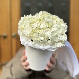 Гортензия белая в шляпной коробке (к 035)