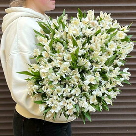 Вип Букет 51 белая альстромерия ( моно 171)