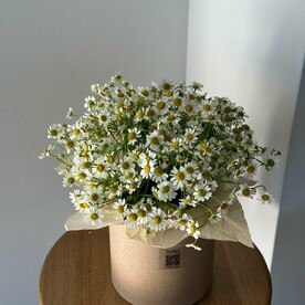 Коробка с полевыми ромашками