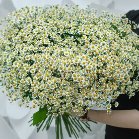 Букет из 51 ромашек