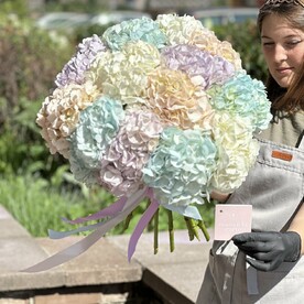 13 разноцветных гортензий