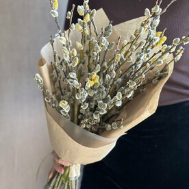 Верба классическая