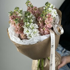 Ночная фиалка