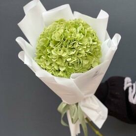 Зеленая осенняя гортензия