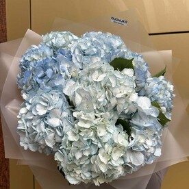 11 гортензий