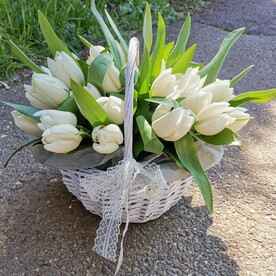 Белый тюльпан в корзине🌸