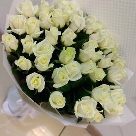 Роза белая 51