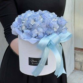 Голубая гортензия в шляпной коробке