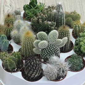 Кактусы в ассортименте.
