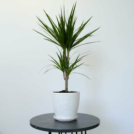 Драцена в стильном кашпо