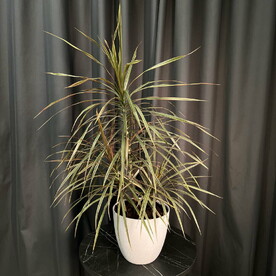 Драцена в белом кашпо