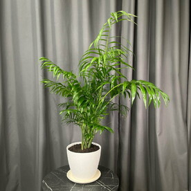 Пальма Хамедорея