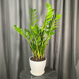 Комнатное растение замиокулькас в горшке