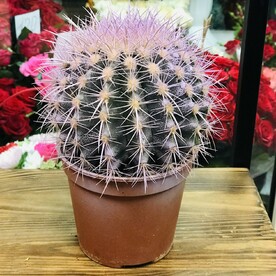 Эхинокактус