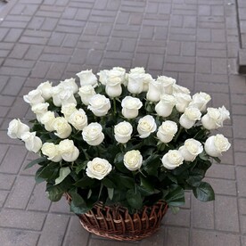 51 Роза мондиаль