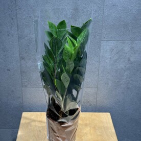 Замиокулькас