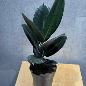 Фикус робусто