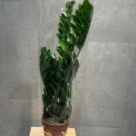 Замиокулькас большой