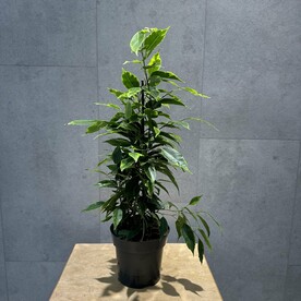 Фикус Бенджамина