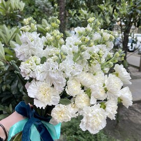 Белоснежка