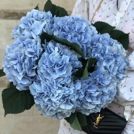 7 гортензий