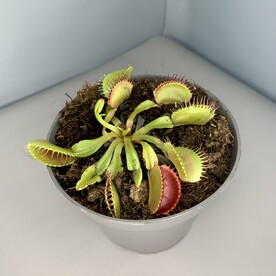 Дионея Мусципула(Венерина мухоловка)