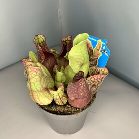 Саррацения Пурпуреа Гибрид (Мухоловка)