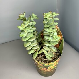 Крассула Brevifolia