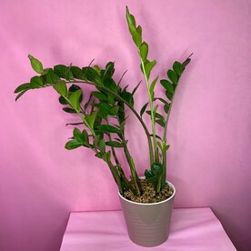 Замиокулькас в кашпо