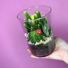 Флорариум Кактусы 🌵