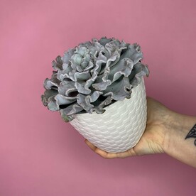 Эхеверия Crispate Beauty в белом кашпо