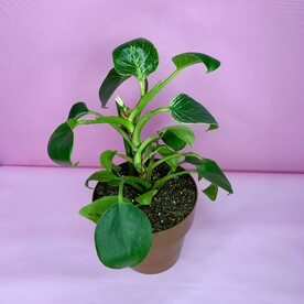 Филодендрон Биркин (небольшой)