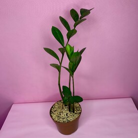 Замиокулькас мини