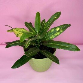 Кодиеум в оливковом кашпо