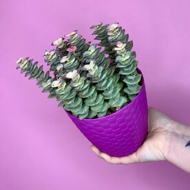 Crassula PERFORATA (Крассула, Толстянка)