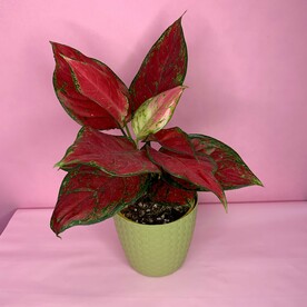 Аглаонема Wealthy Red в оливковом кашпо