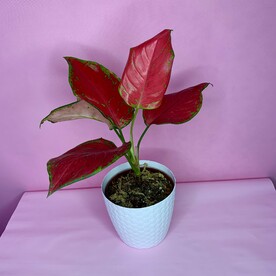 Аглаонема Wealthy Red в белом кашпо