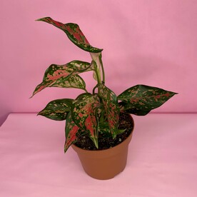 Аглаонема(001)