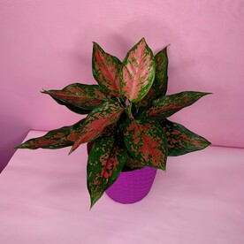 Аглаонема(002)